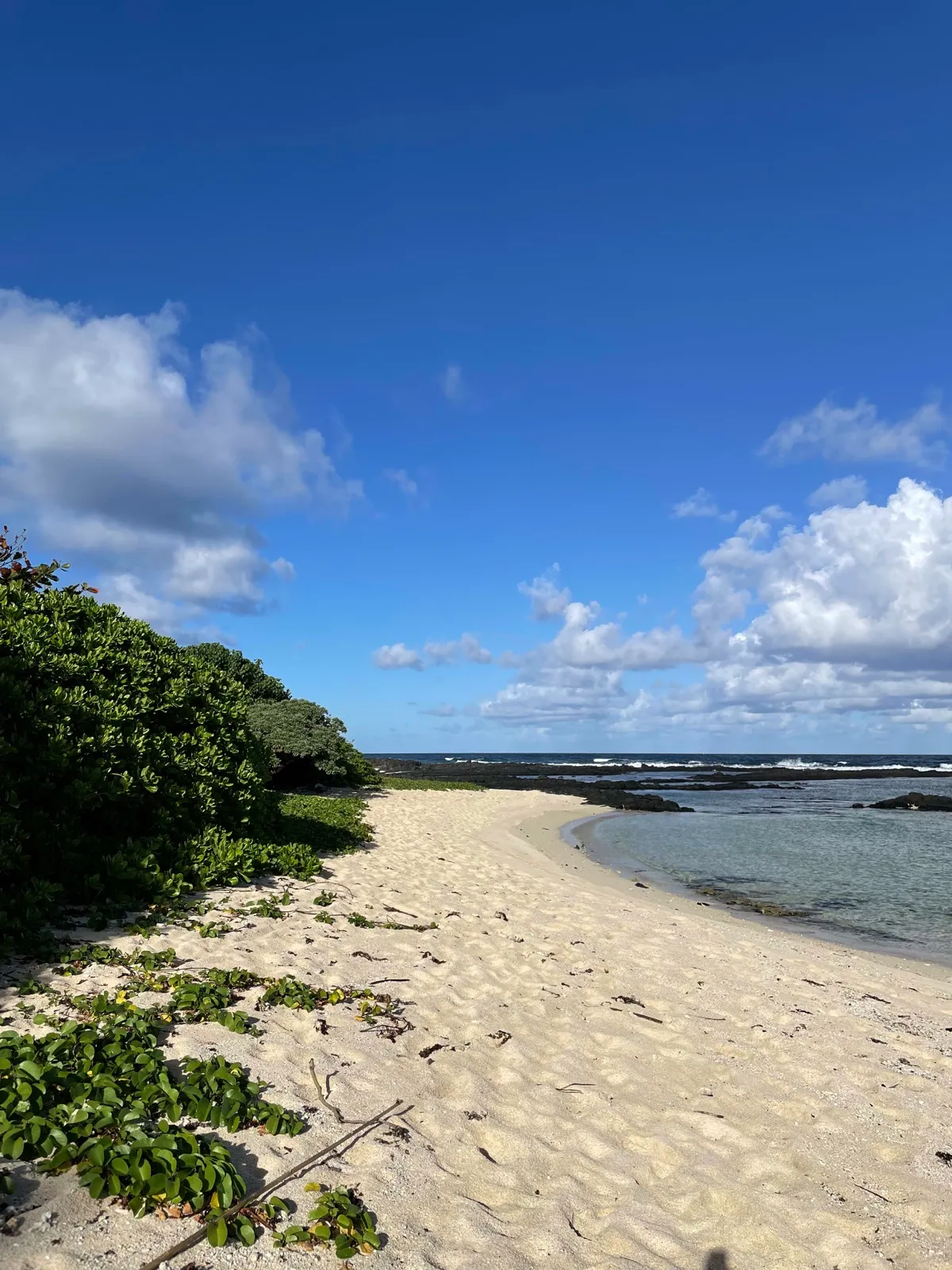 Sandy cove with green bushes and a calm lagoon, Mauritius