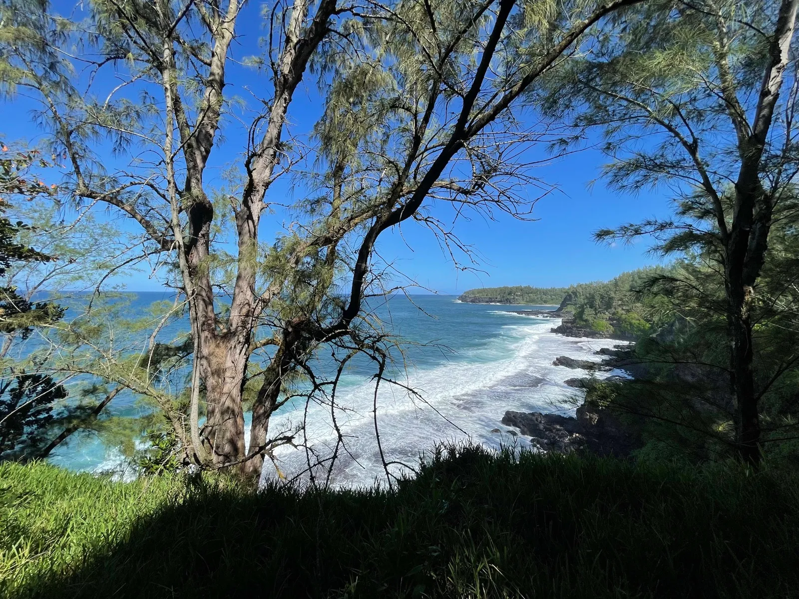 Ocean view through filao trees from a clifftop