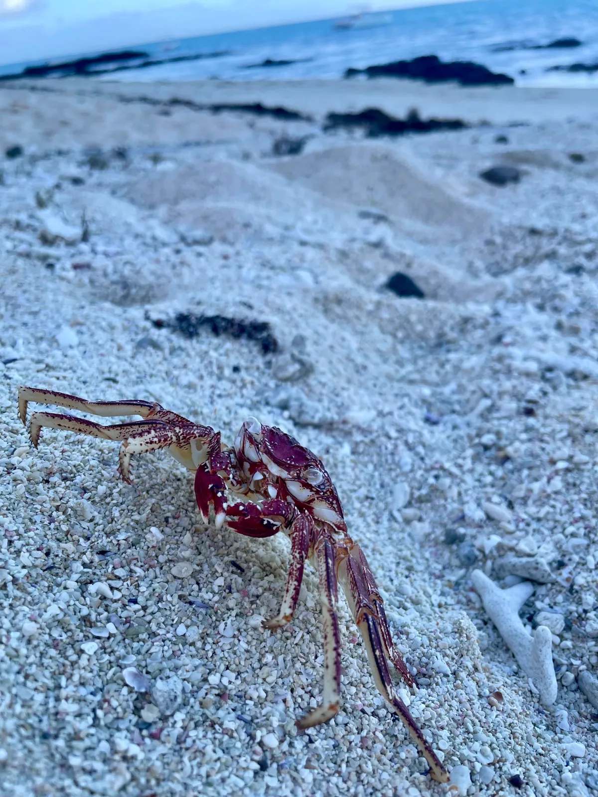 Red crab on white coral sand