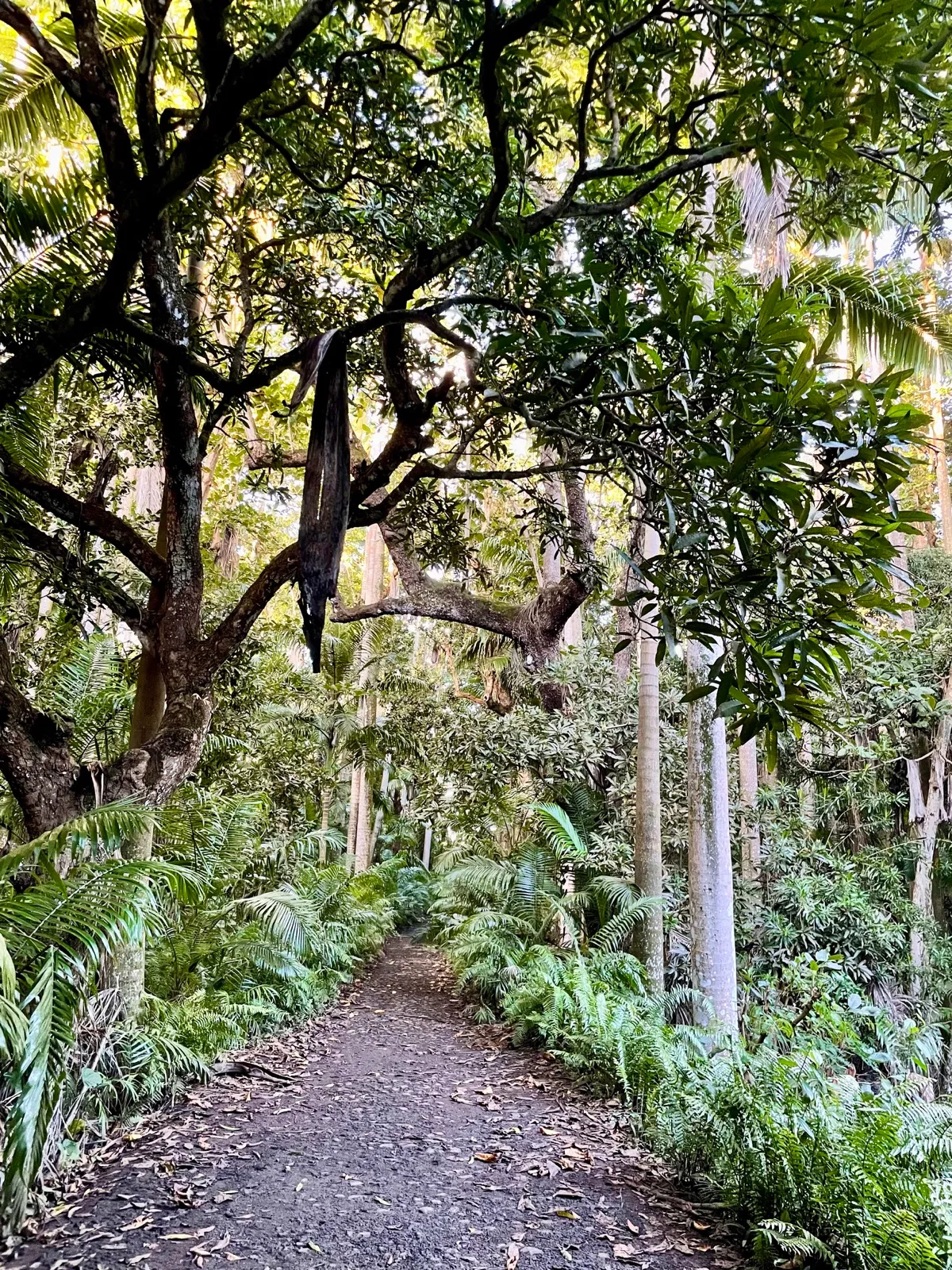 Shaded forest path with ferns and palms